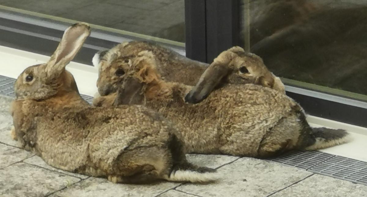 kaninchen sommer.jpg